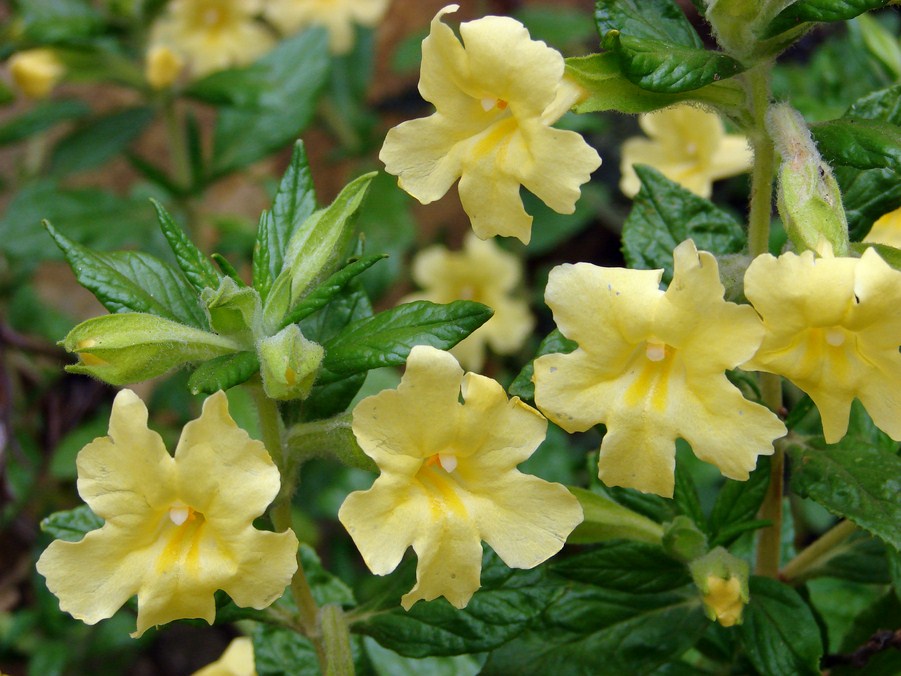 FLORE (11).JPG